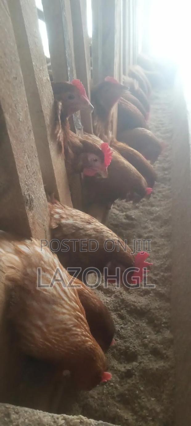 Point of Lay Issa Brown Layers Kenchick, in Kisumu, Seme - thumbnail 8