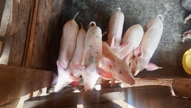 Piglets for Sale
