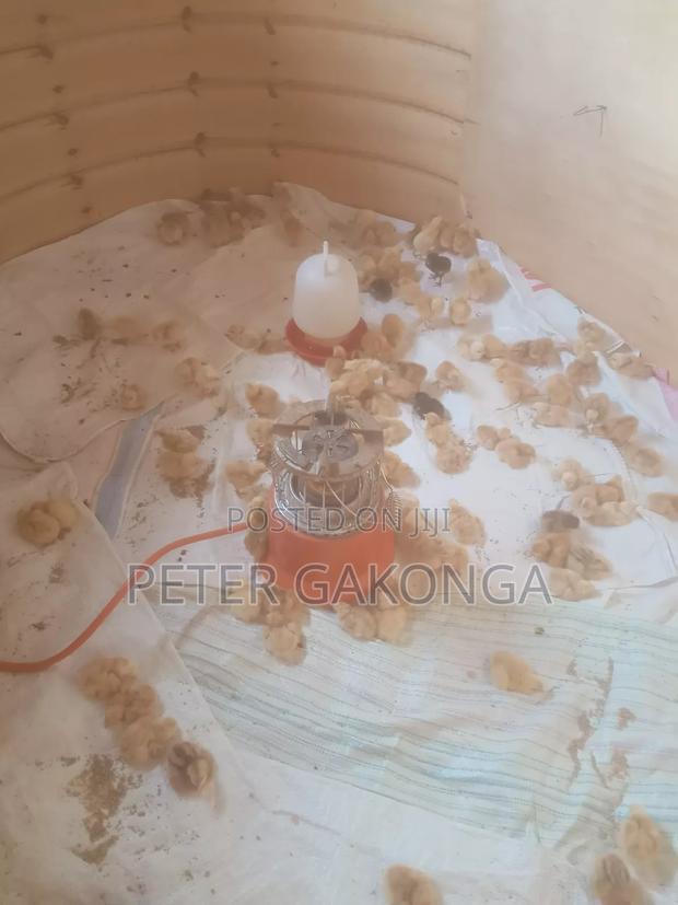 One Day Old Sasso Improved Chicks. - thumbnail 2