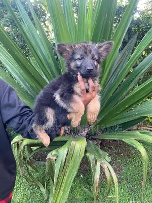 1-3 months Female Purebred German Shepherd