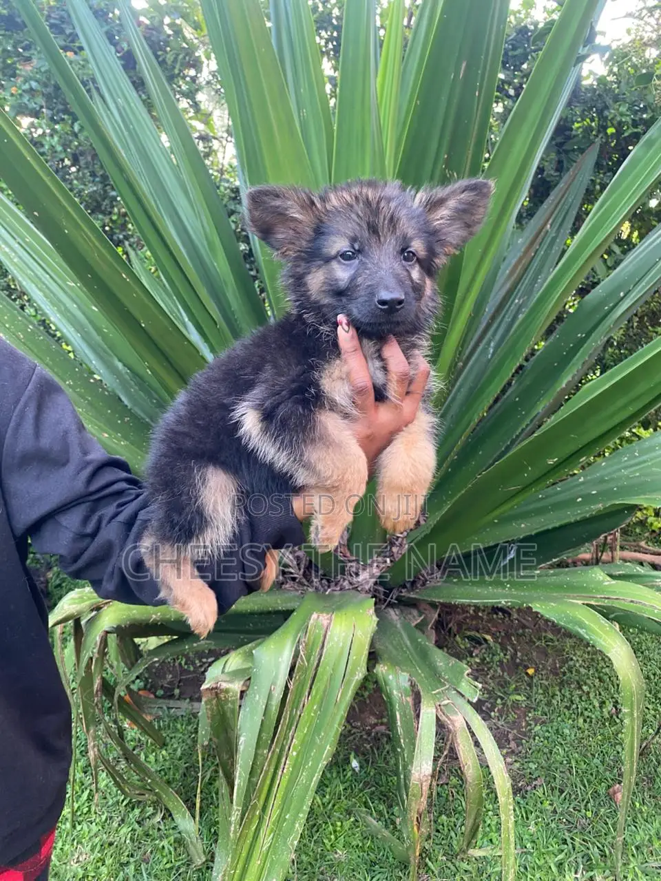 1-3 months Female Purebred German Shepherd
