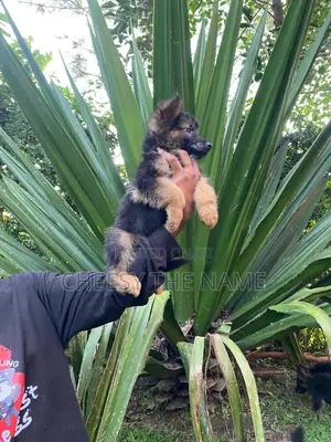 1-3 months Female Purebred German Shepherd