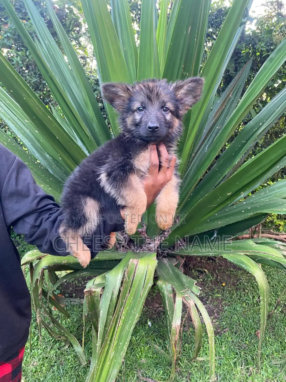 1-3 months Male Purebred German Shepherd