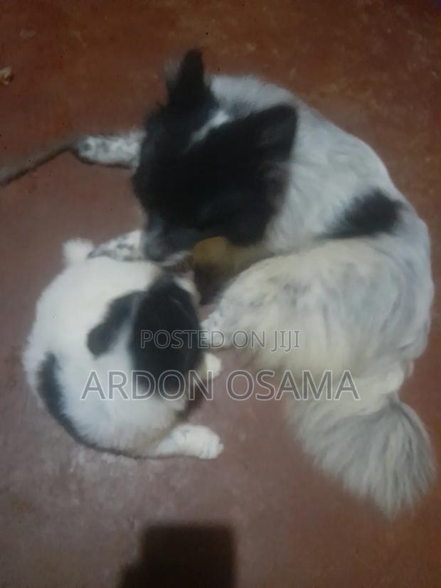 1-3 months Male Purebred Japanese Spitz