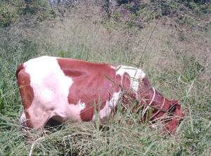 Cow(Brown and White) - thumbnail 2