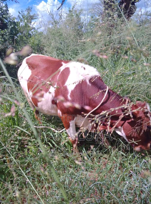 Cow(Brown and White) - thumbnail 3