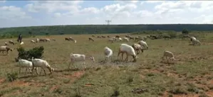 Nanyuki Segera 2 Acres and 1 Acreas 5 Acreas