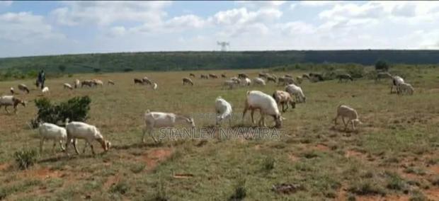 Nanyuki Segera 2 Acres and 1 Acreas 5 Acreas - thumbnail 3
