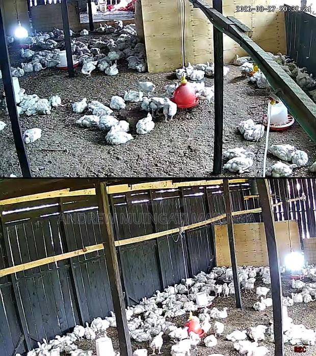 Broilers on Sale - main view