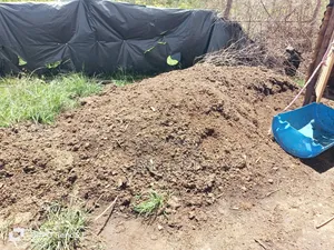 Goat Manure
