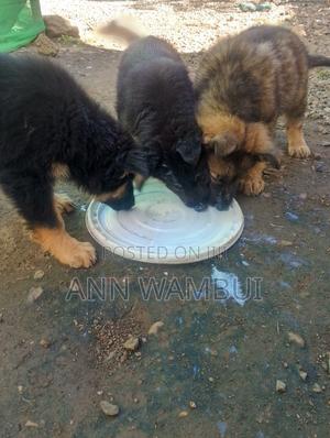 1-3 months Male Purebred German Shepherd - thumbnail 2