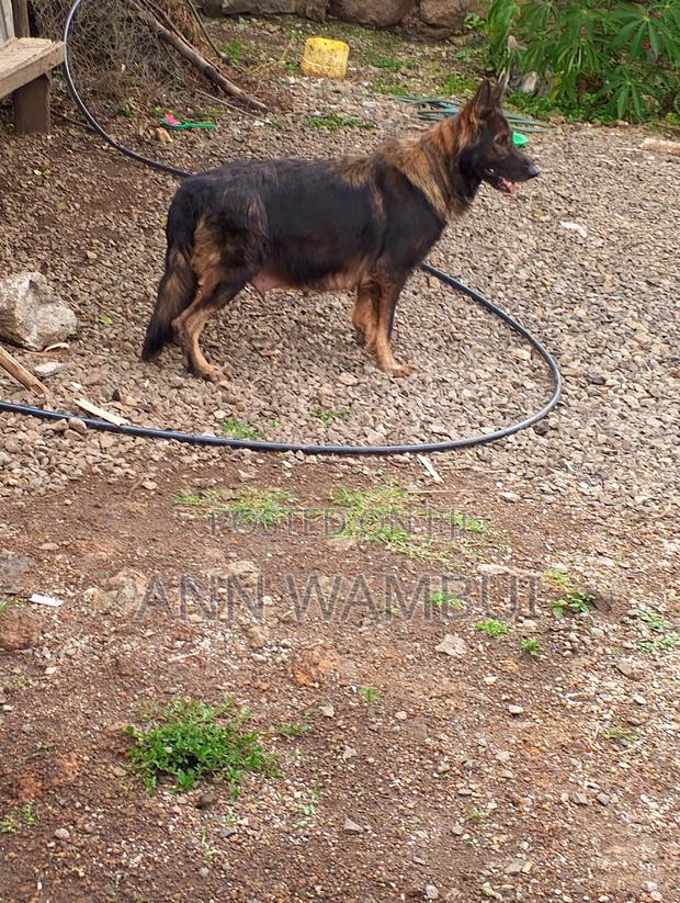 1-3 months Male Purebred German Shepherd - thumbnail 4