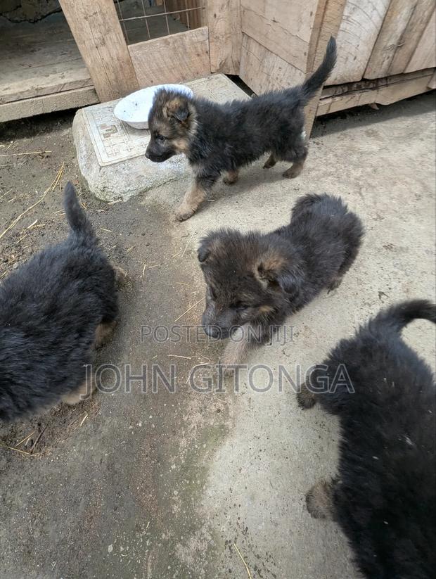 1-3 months Male Purebred German Shepherd - thumbnail 4