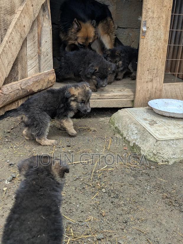 1-3 months Male Purebred German Shepherd - thumbnail 5