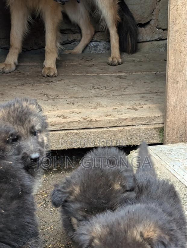 1-3 months Male Purebred German Shepherd - thumbnail 9