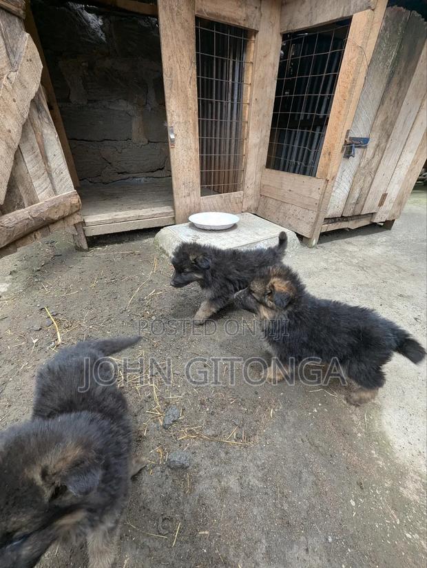 1-3 months Male Purebred German Shepherd - thumbnail 10
