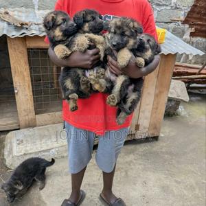 1-3 months Male Purebred German Shepherd - thumbnail 2