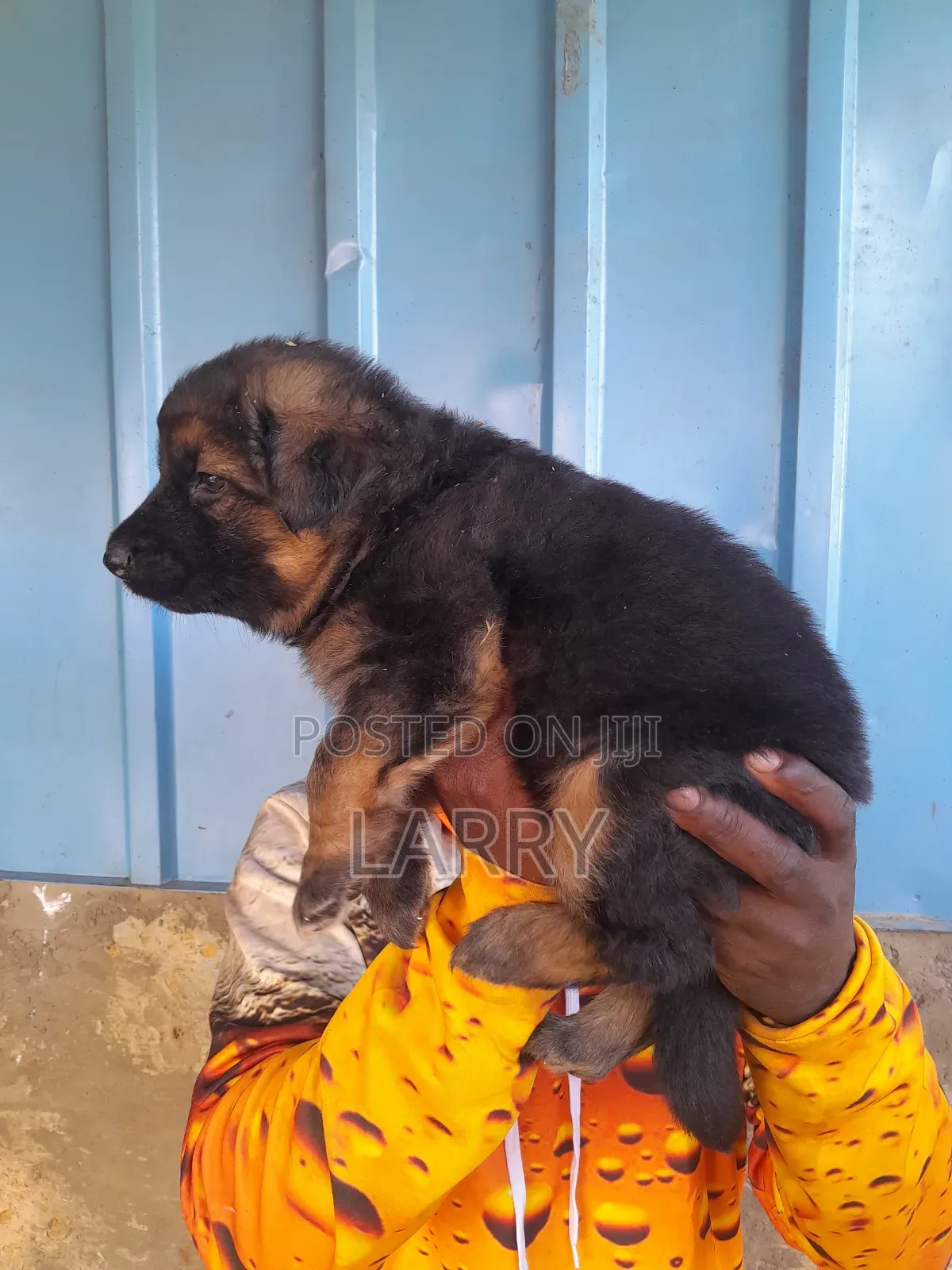 1-3 months Female Purebred German Shepherd