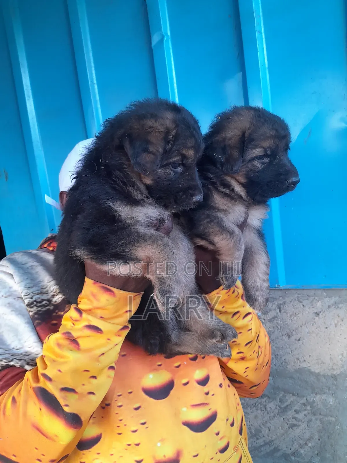 1-3 months Female Purebred German Shepherd
