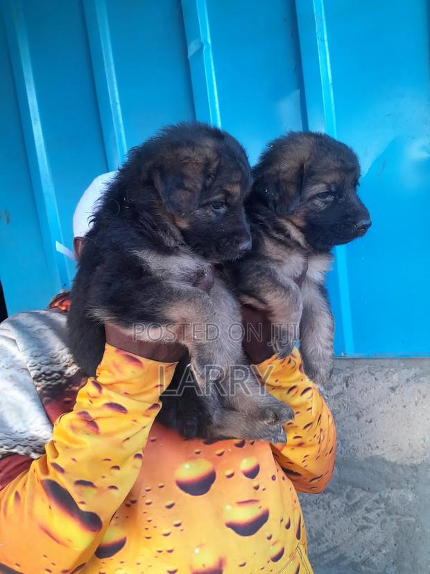 1-3 months Female Purebred German Shepherd - thumbnail 3