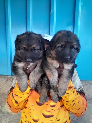 1-3 months Female Purebred German Shepherd