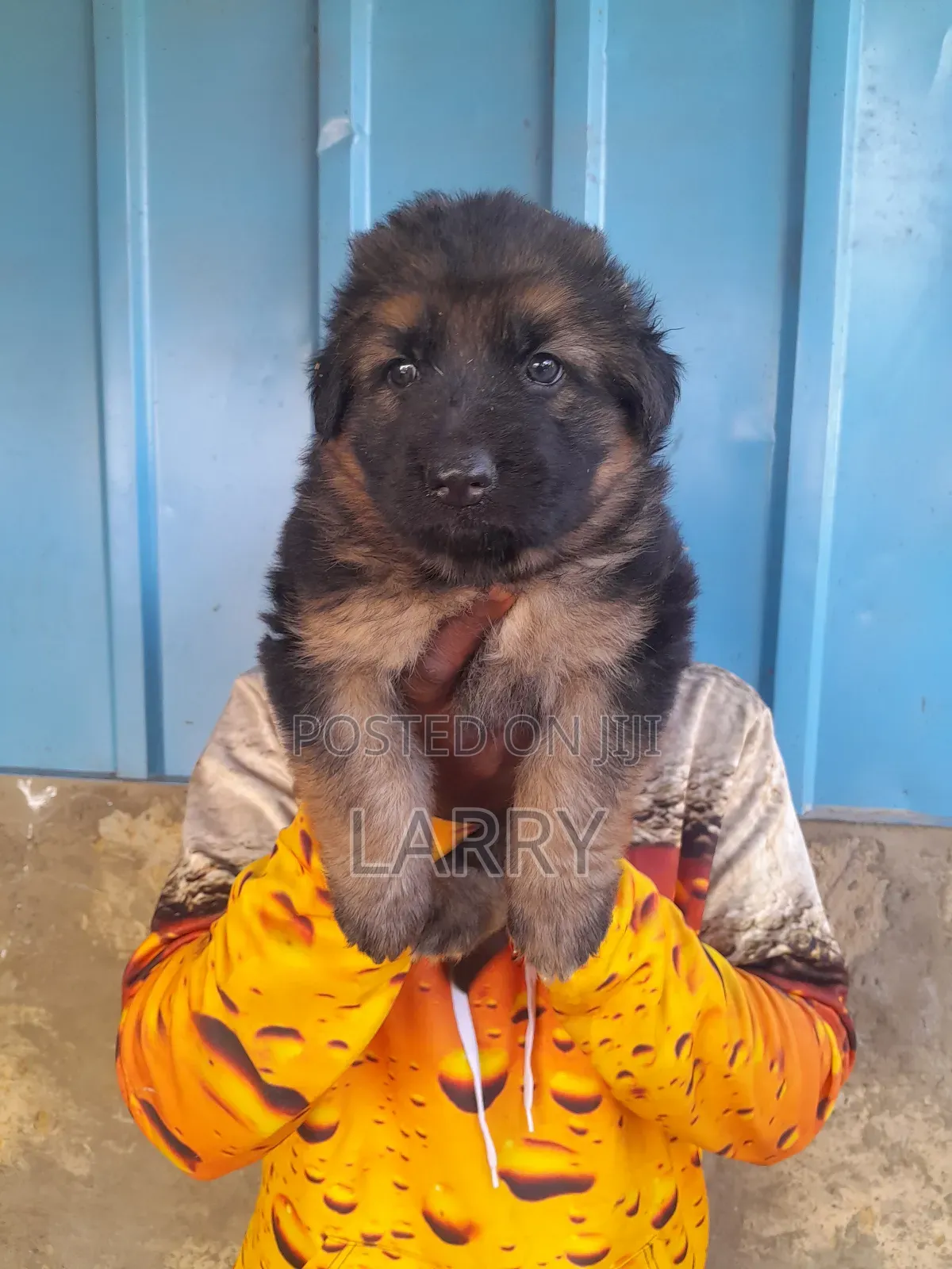 1-3 months Female Purebred German Shepherd
