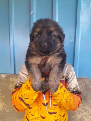 1-3 months Female Purebred German Shepherd