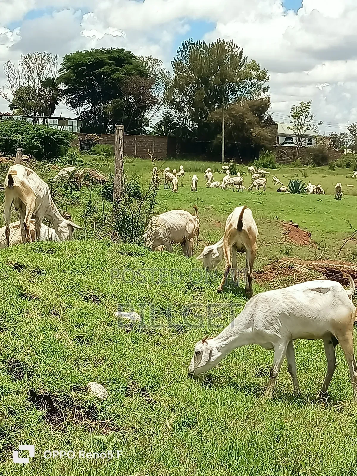 Gala Goats