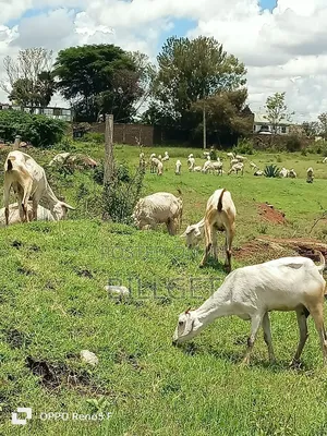 Gala Goats