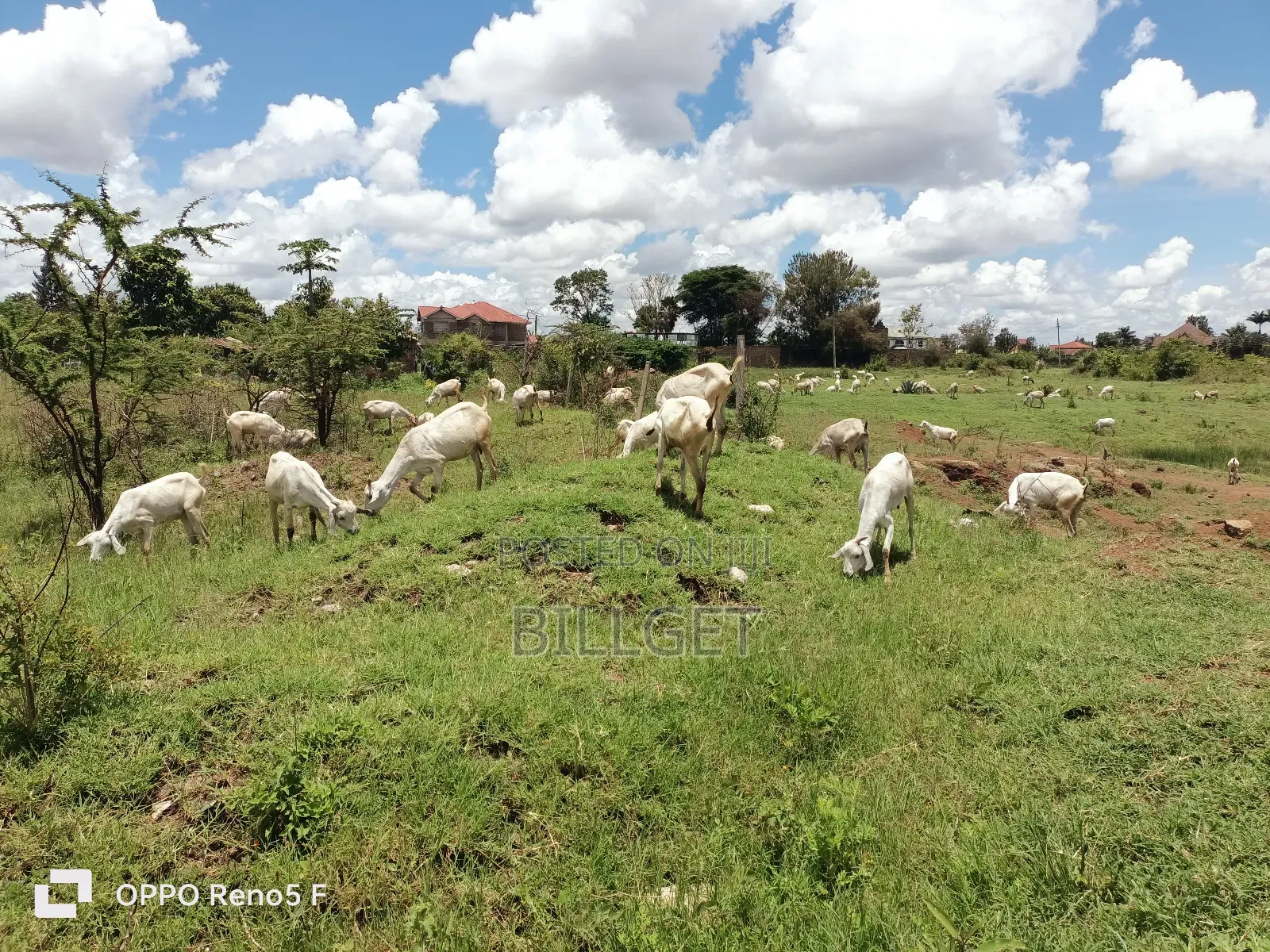 Gala Goats