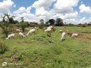 Gala Goats