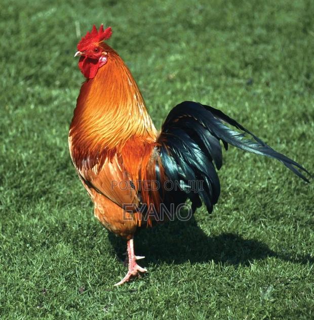 Kiyeniji Cock - main view