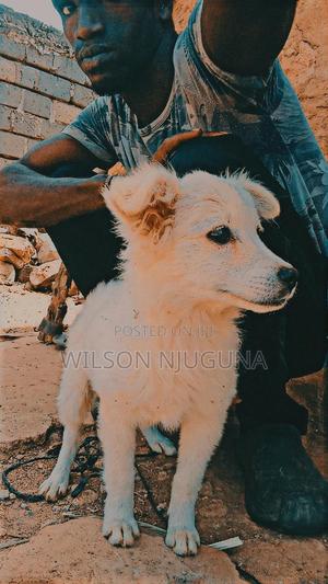 3-6 months Male Purebred Japanese Spitz - thumbnail 3