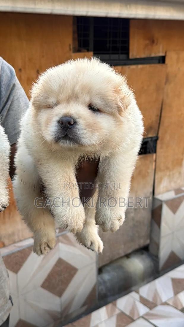 1-3 months Male Purebred Chow Chow - main view