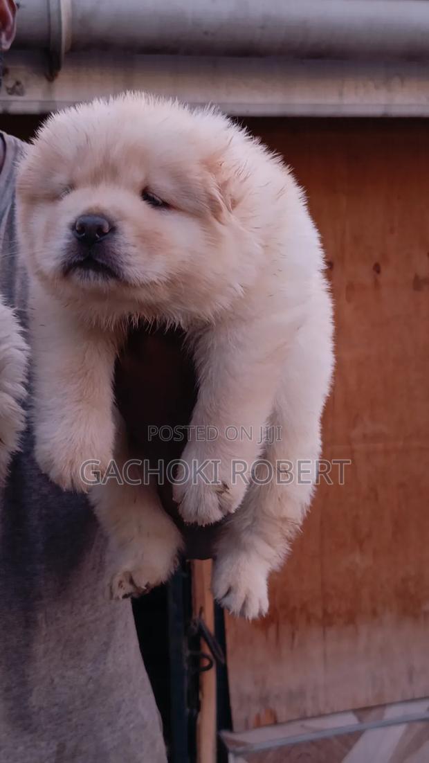 1-3 months Male Purebred Chow Chow - thumbnail 2