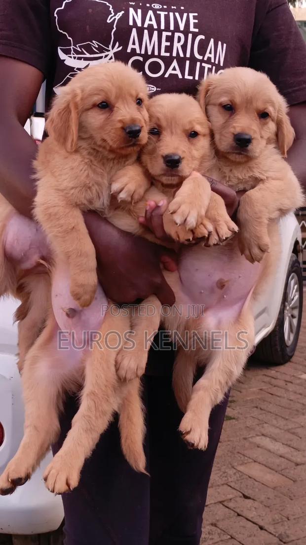 1-3 months Male Purebred Golden Retriever