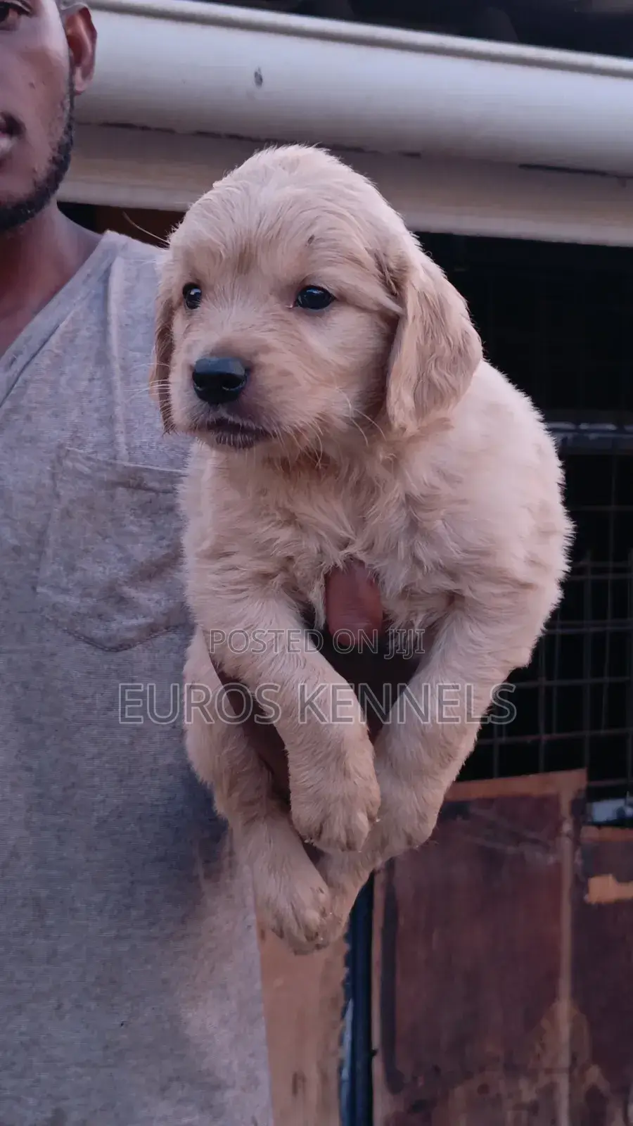 1-3 months Male Purebred Golden Retriever