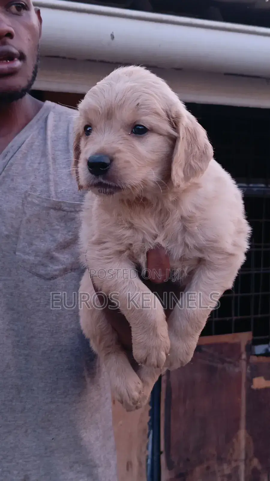 1-3 months Male Purebred Golden Retriever