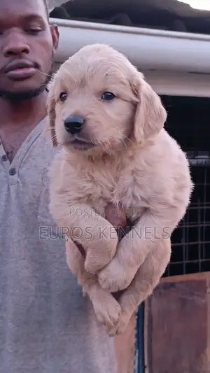 1-3 months Male Purebred Golden Retriever