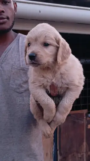 1-3 months Male Purebred Golden Retriever