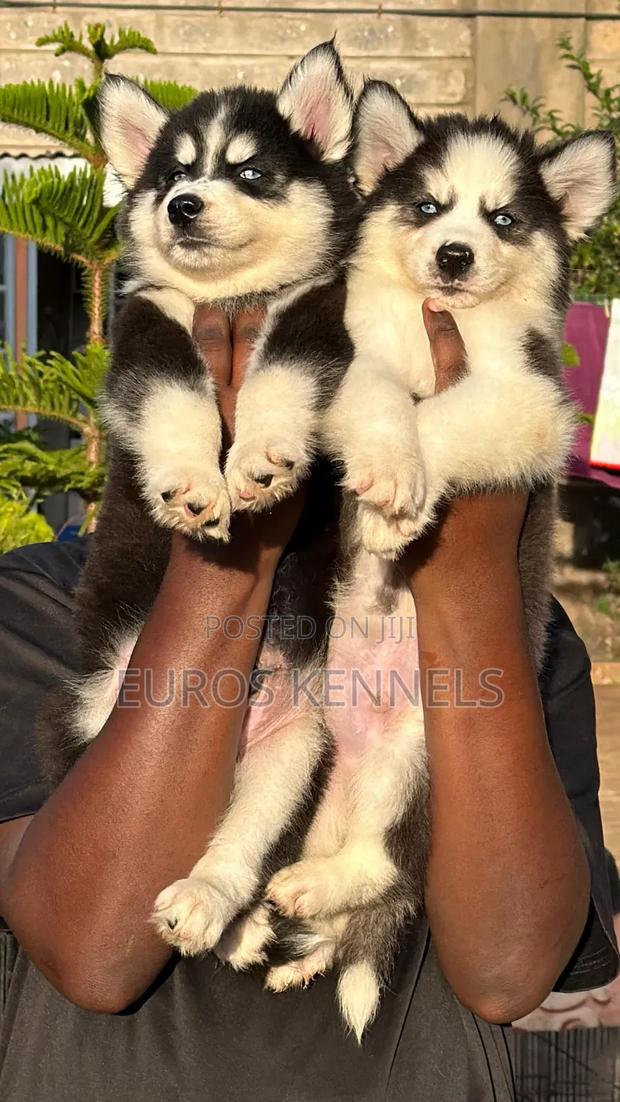 1-3 months Male Purebred Siberian Husky - main view
