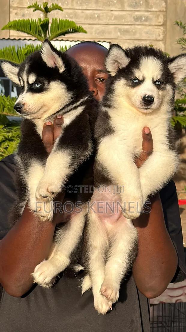 1-3 months Male Purebred Siberian Husky - thumbnail 2
