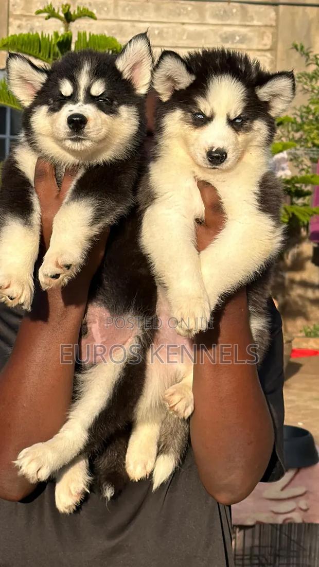 1-3 months Male Purebred Siberian Husky - thumbnail 3