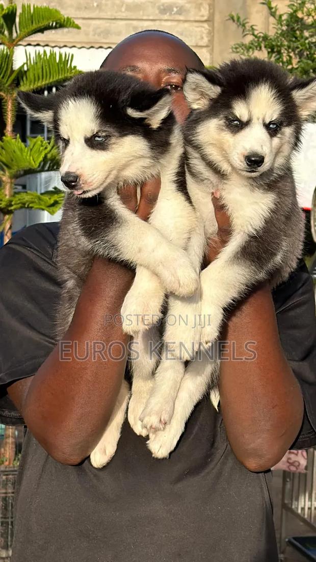 1-3 months Male Purebred Siberian Husky - thumbnail 4