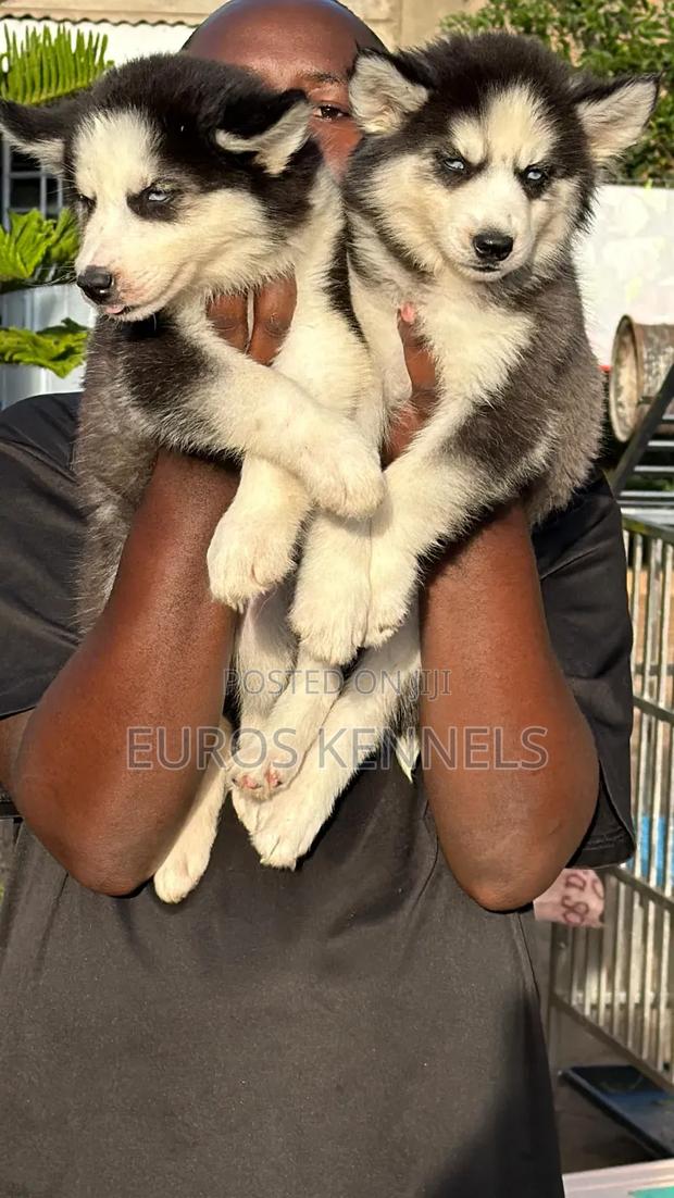 1-3 months Male Purebred Siberian Husky - thumbnail 5