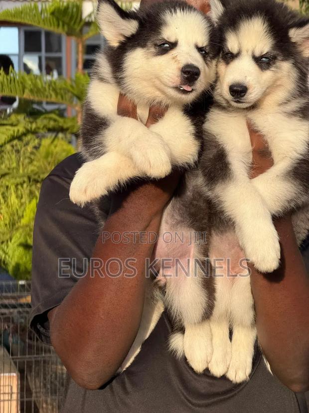 1-3 months Female Purebred Siberian Husky - main view