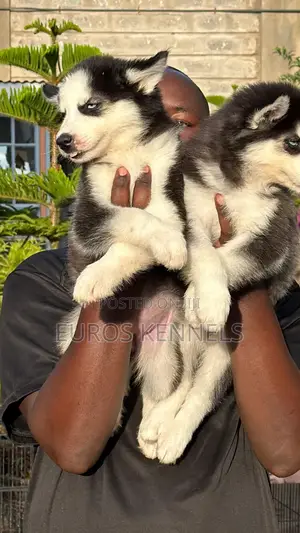 1-3 months Female Purebred Siberian Husky