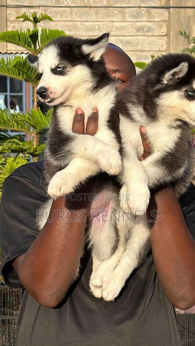 1-3 months Female Purebred Siberian Husky - thumbnail 2