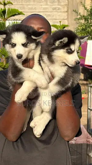 1-3 months Female Purebred Siberian Husky