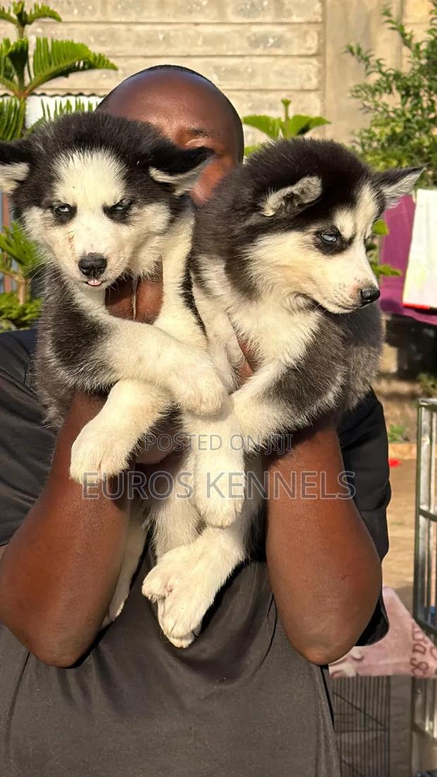 1-3 months Female Purebred Siberian Husky - thumbnail 3